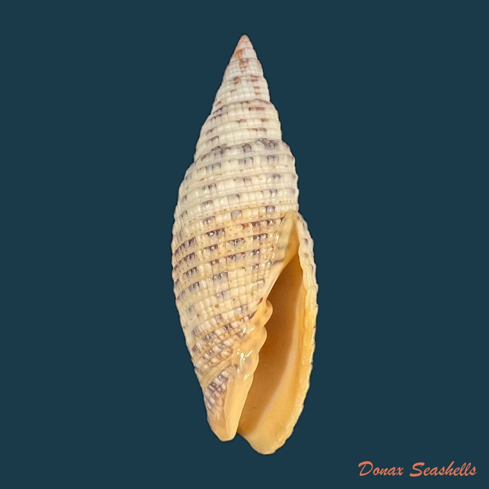 neocancilla-papilio-link-1807-31-1mm-copia