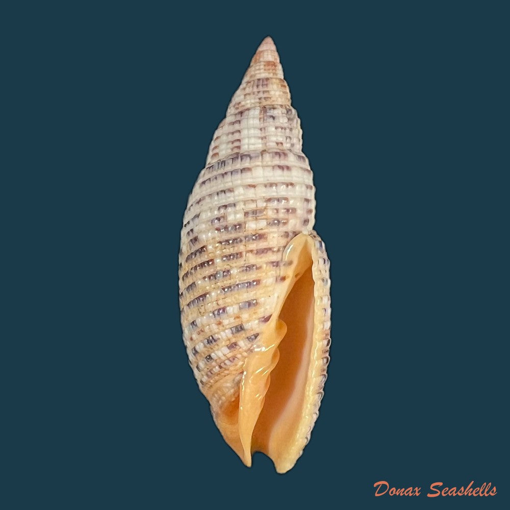 neocancilla-papilio-link-1807-50-7mm-copia