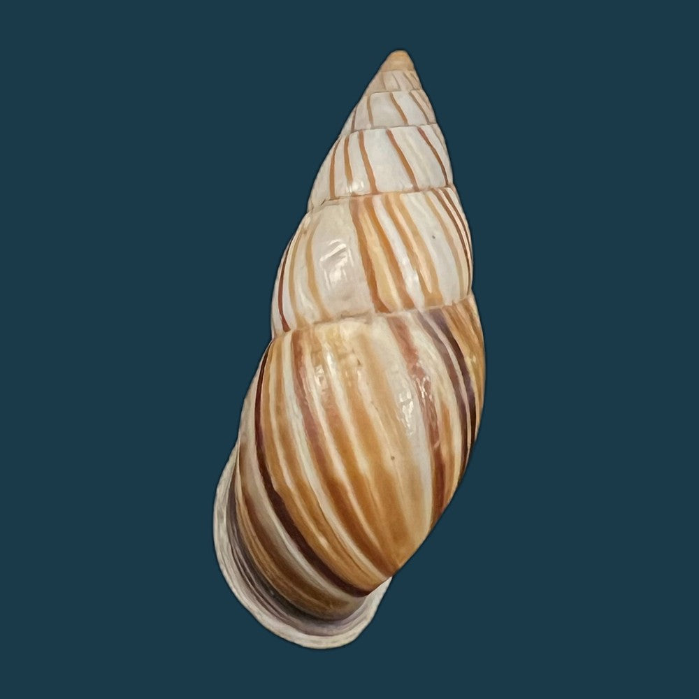 neopetraeus-lobbii-reeve-1849-39-1mm-copia