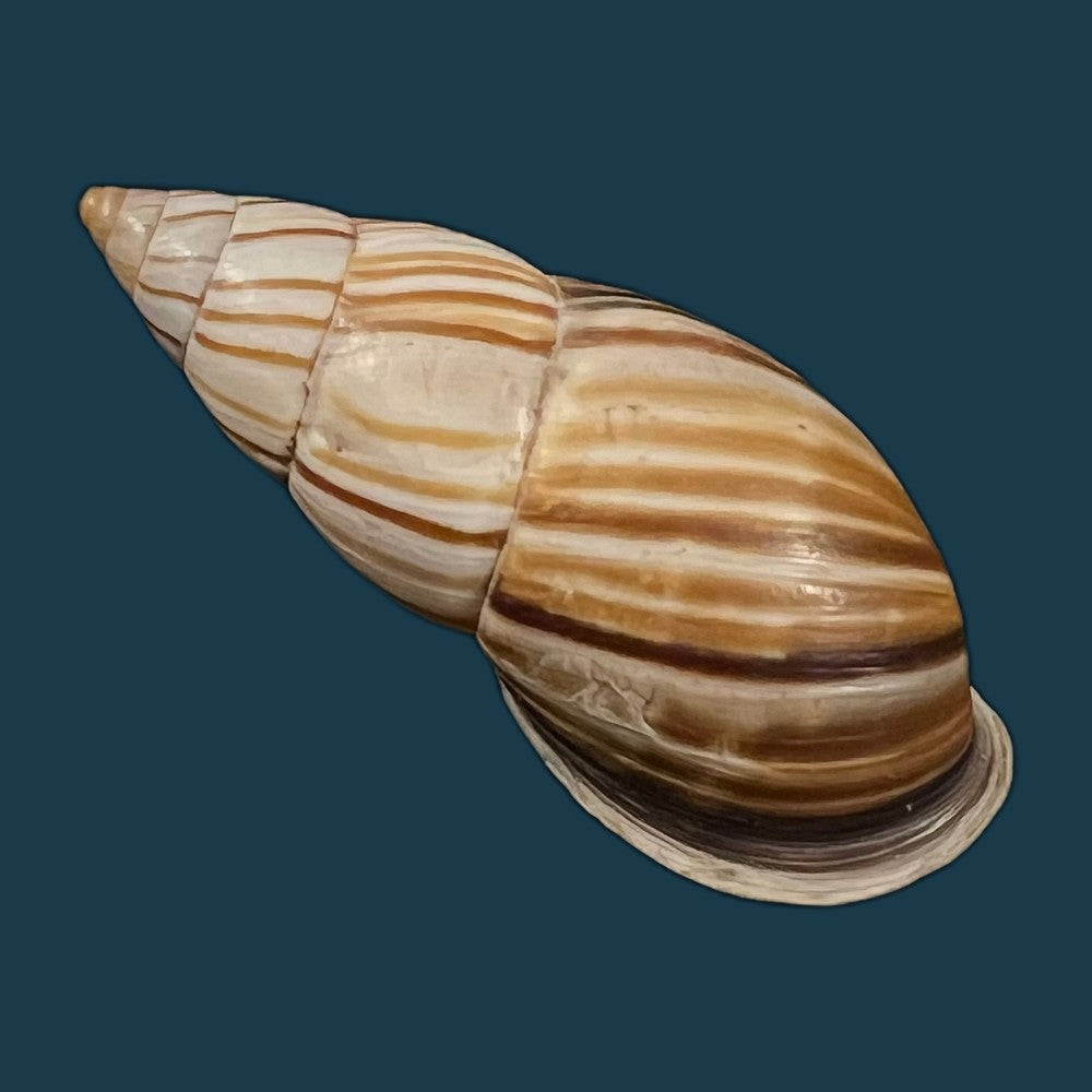 neopetraeus-lobbii-reeve-1849-39-1mm-copia