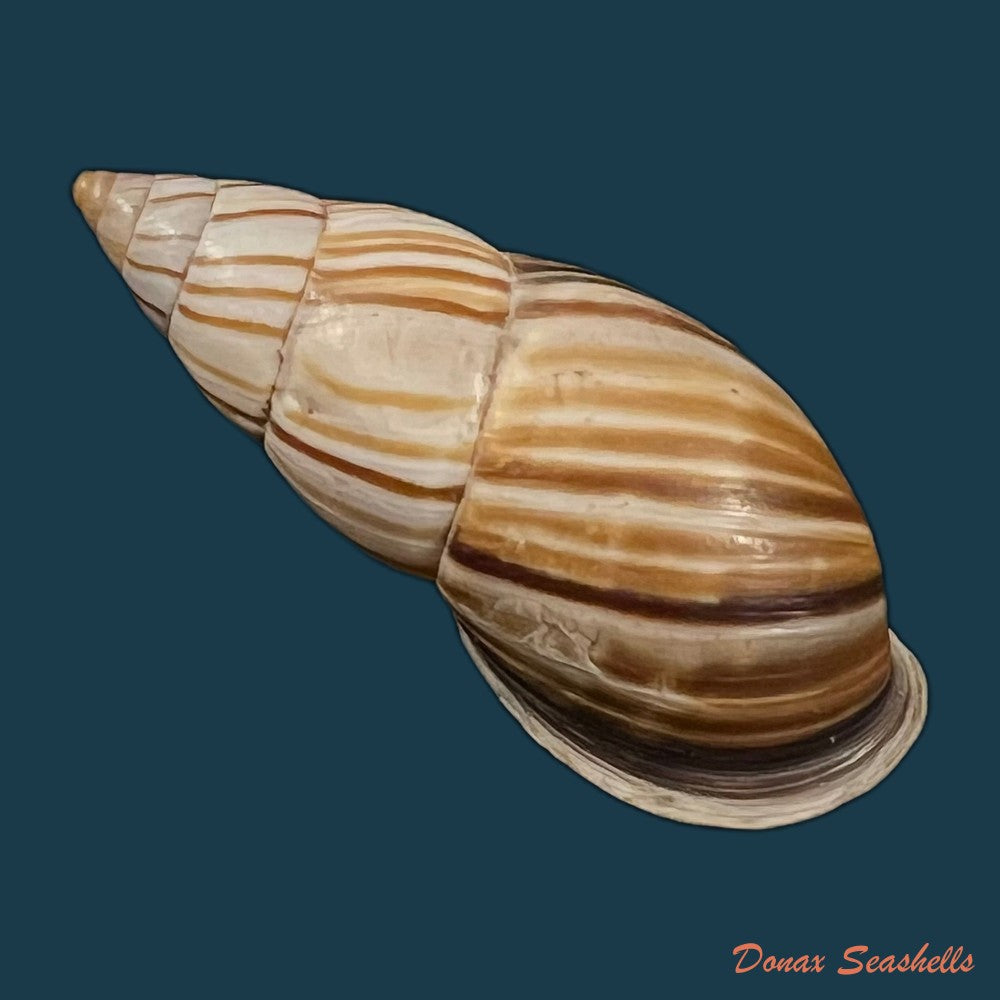 neopetraeus-lobbii-reeve-1849-39-1mm-copia
