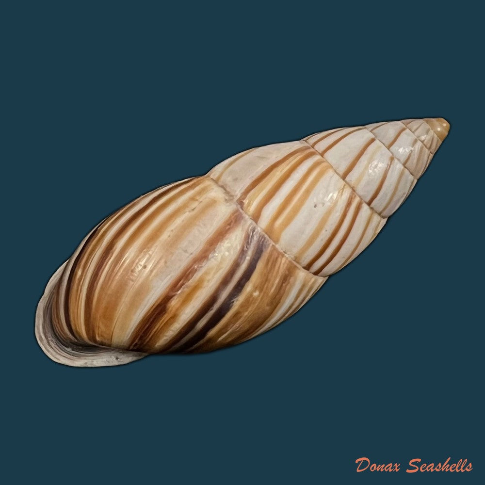 neopetraeus-lobbii-reeve-1849-39-1mm-copia