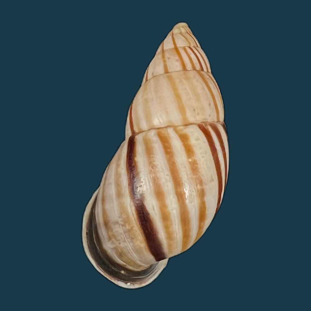 neopetraeus-lobbii-reeve-1849-39-8mm-copia