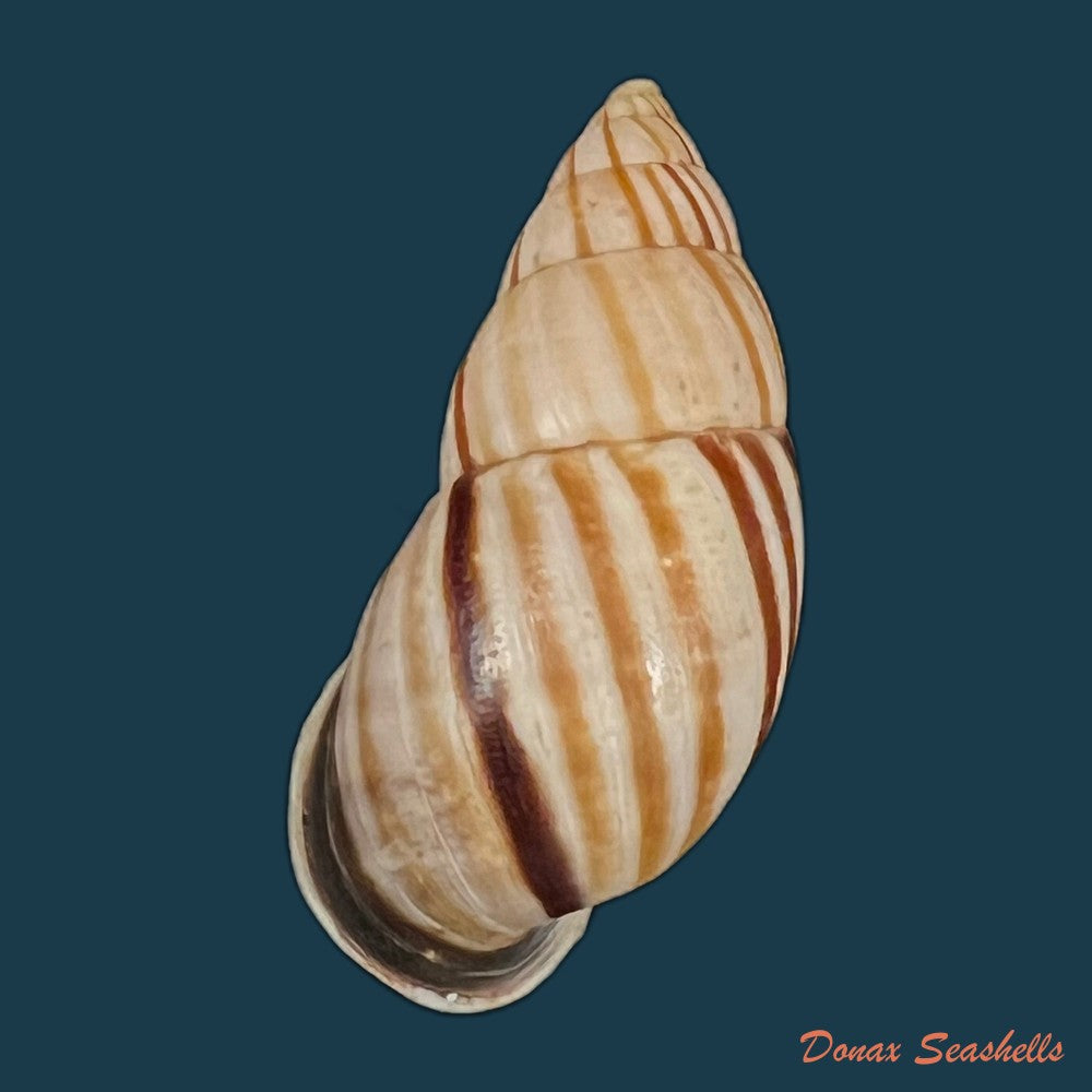neopetraeus-lobbii-reeve-1849-39-8mm-copia