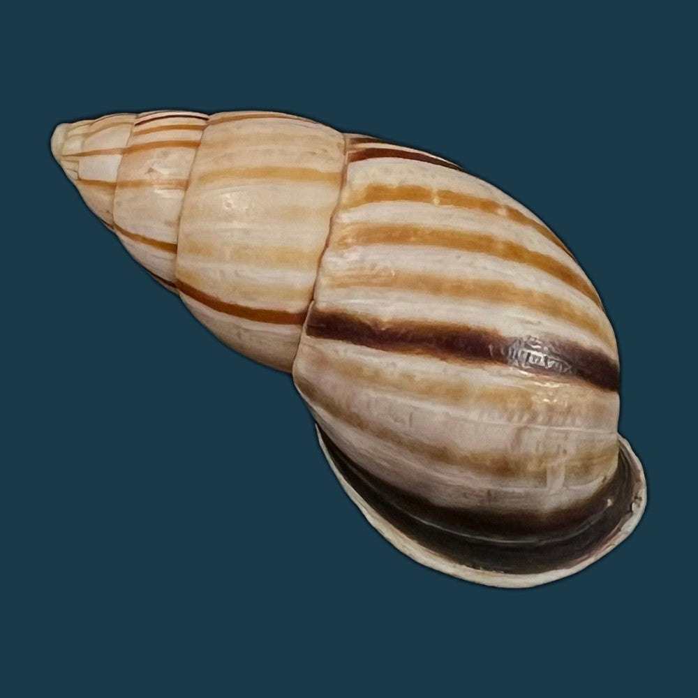 neopetraeus-lobbii-reeve-1849-39-8mm-copia