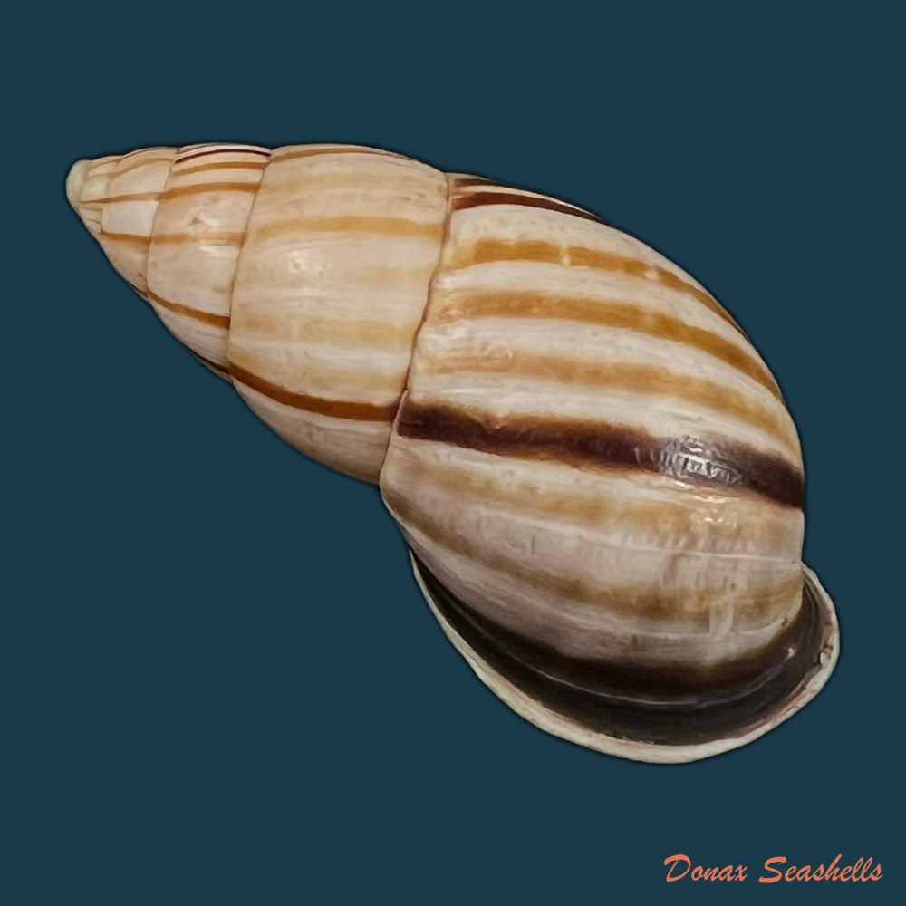 neopetraeus-lobbii-reeve-1849-39-8mm-copia