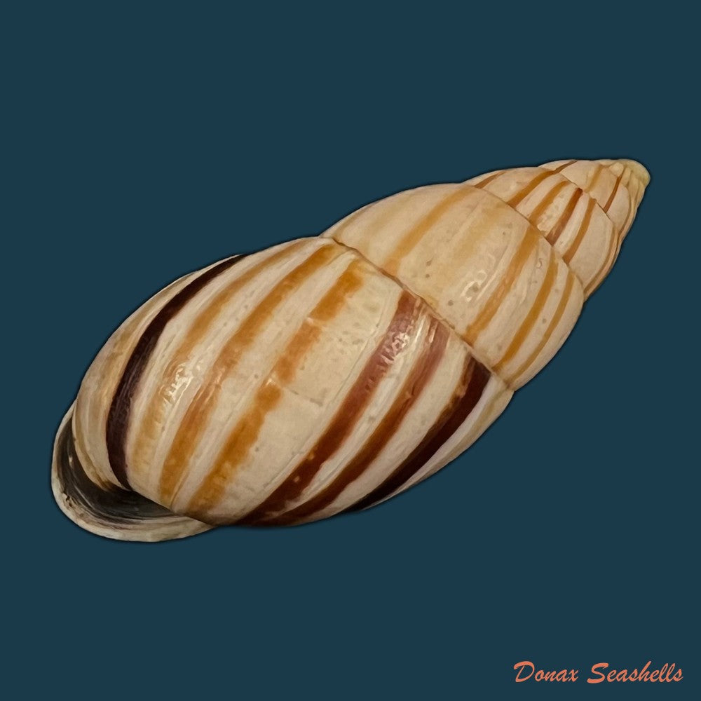 neopetraeus-lobbii-reeve-1849-39-8mm-copia