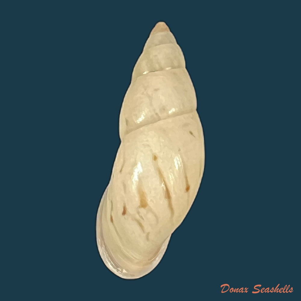 neopetraeus-lobbii-reeve-1849-41-5mm-copia