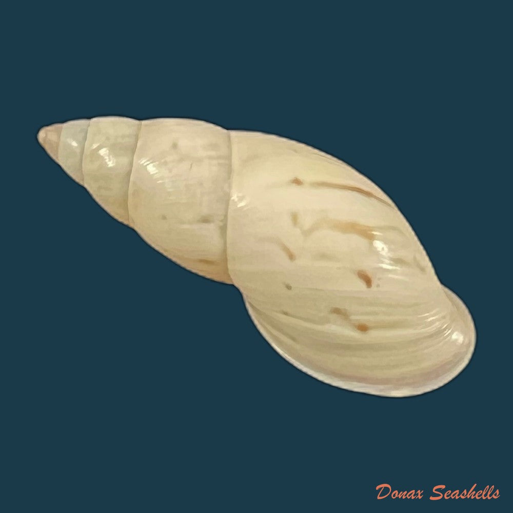 neopetraeus-lobbii-reeve-1849-41-5mm-copia