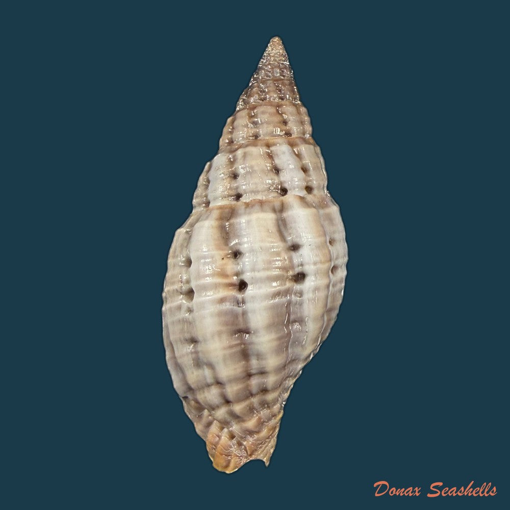 neotiara-lens-w-wood-1828-23-1mm-copia
