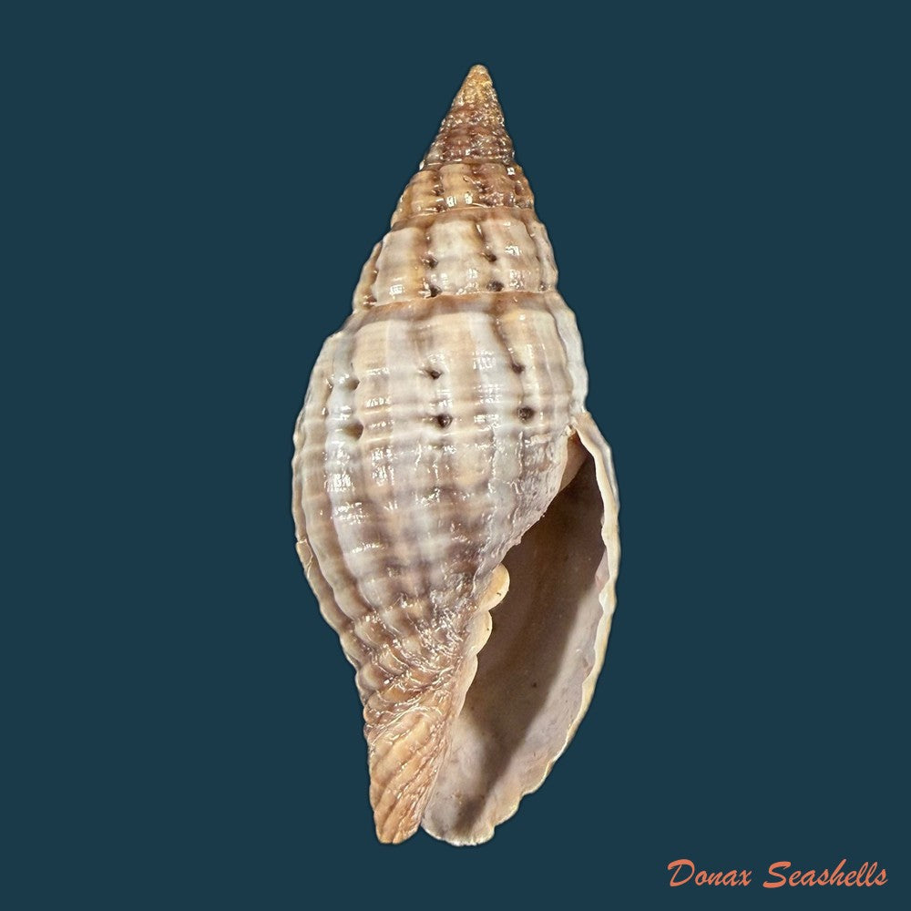 neotiara-lens-w-wood-1828-23-1mm-copia