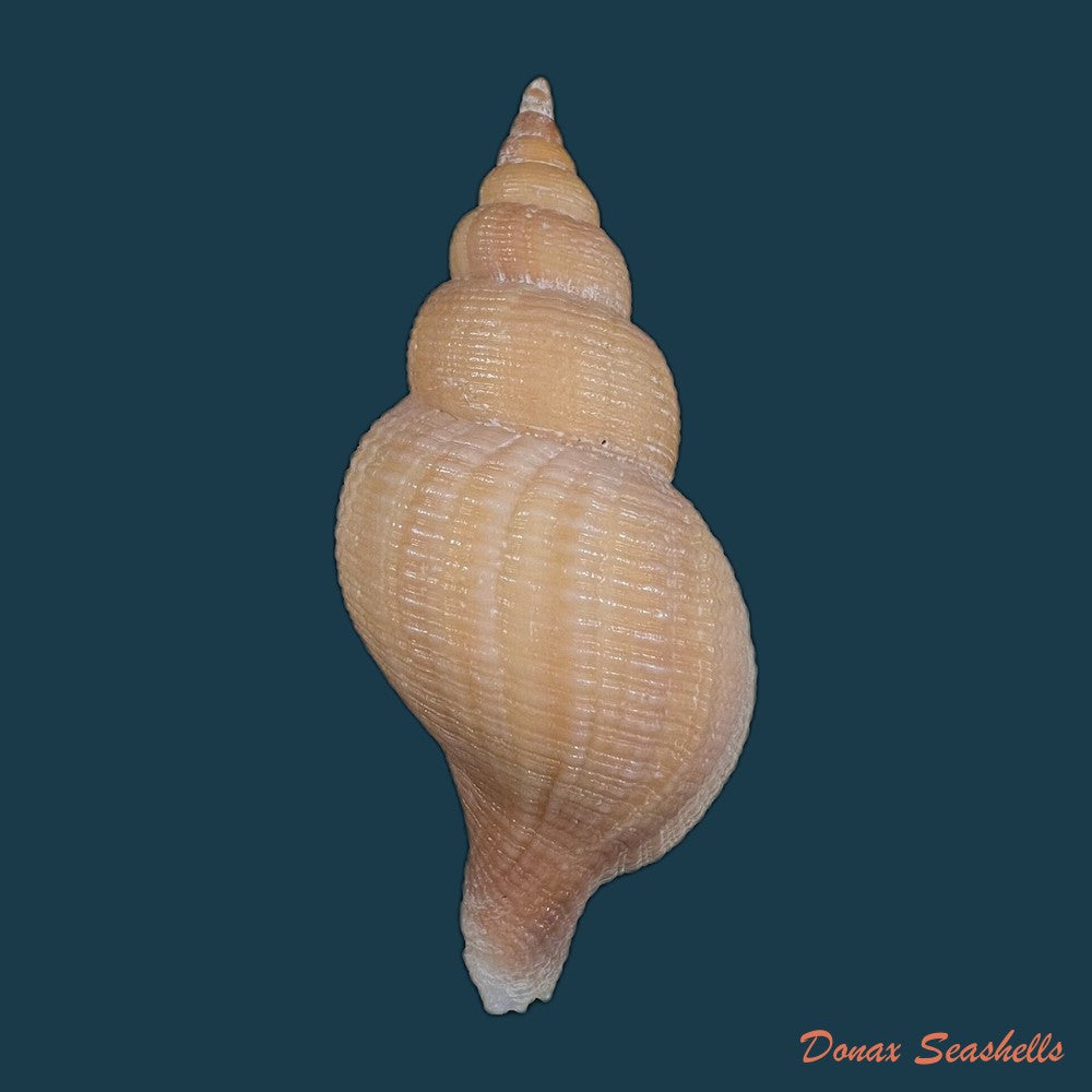 neptunea-contraria-linnaeus-1771-106-9mm-copia
