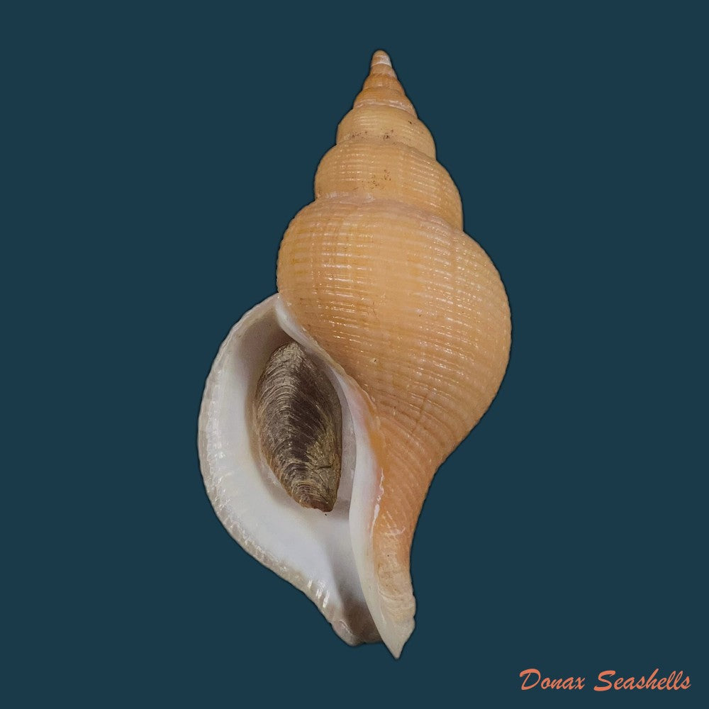 neptunea-contraria-linnaeus-1771-106-9mm-copia