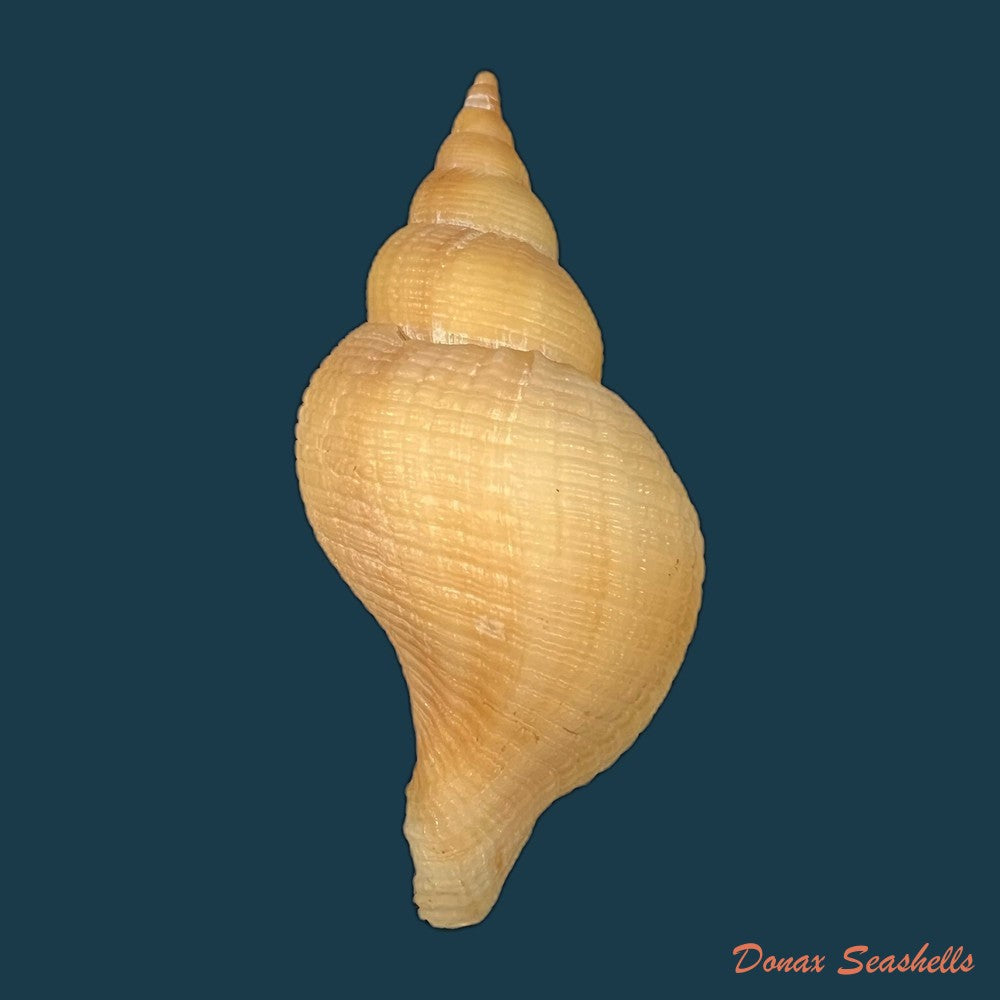 neptunea-contraria-linnaeus-1771-91-1mm-copia