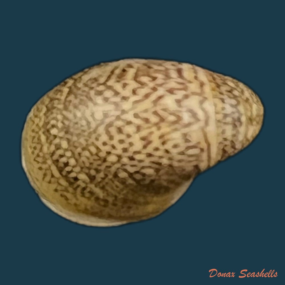 neripteron-pileolus-recluz-1850-14-1mm-copia-1