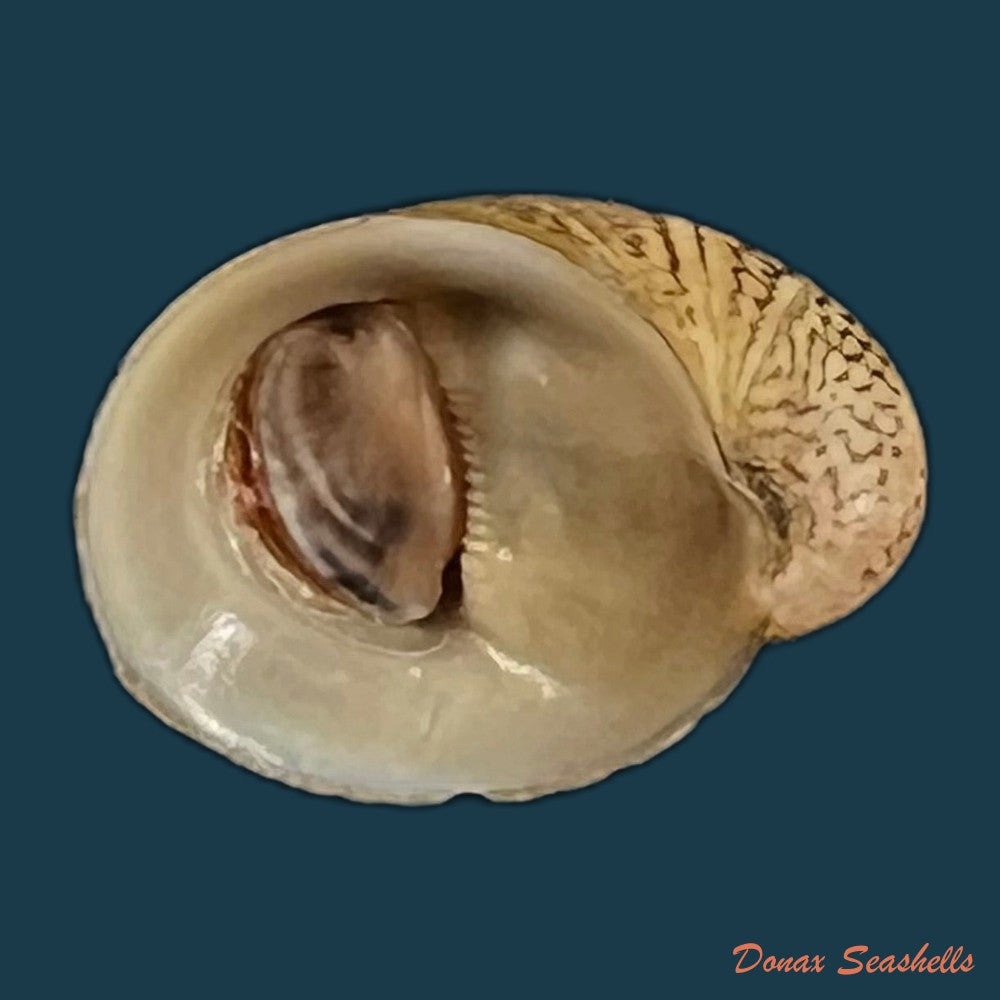 neripteron-pileolus-recluz-1850-14-1mm-copia-1