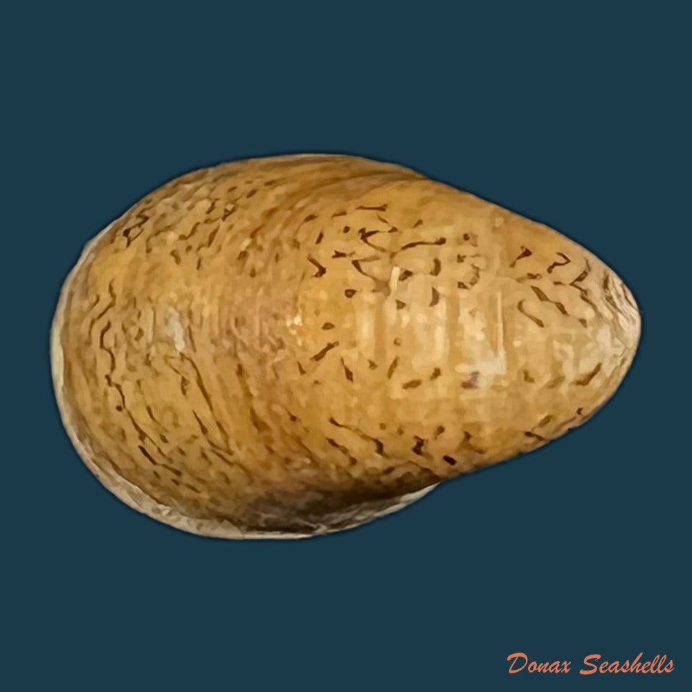 neripteron-pileolus-recluz-1850-14-1mm-copia