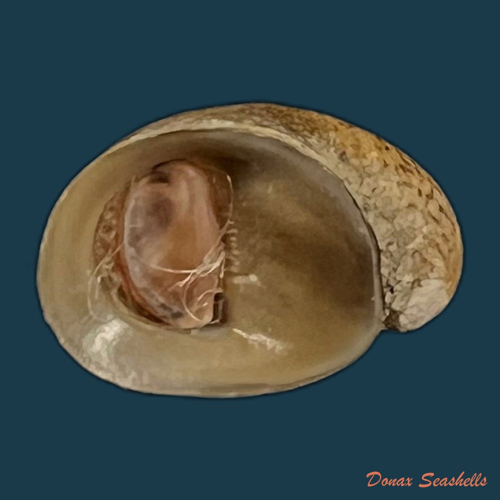 neripteron-pileolus-recluz-1850-14-1mm-copia