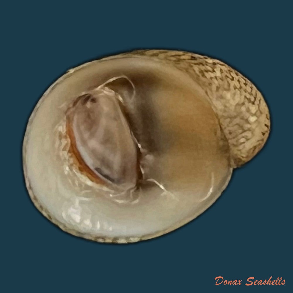 neripteron-pileolus-recluz-1850-14-7mm-copia