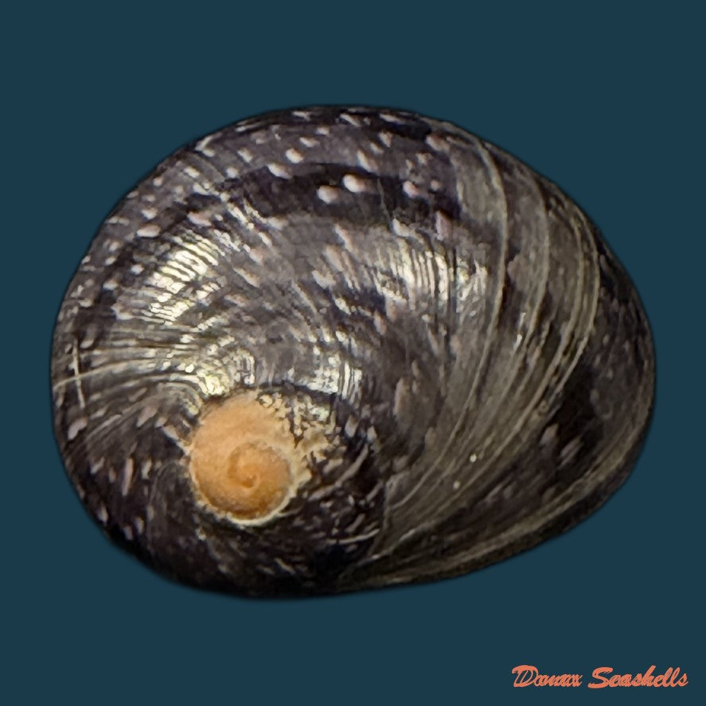 neritodryas-cornea-linnaeus-1758-23-1mm-copia