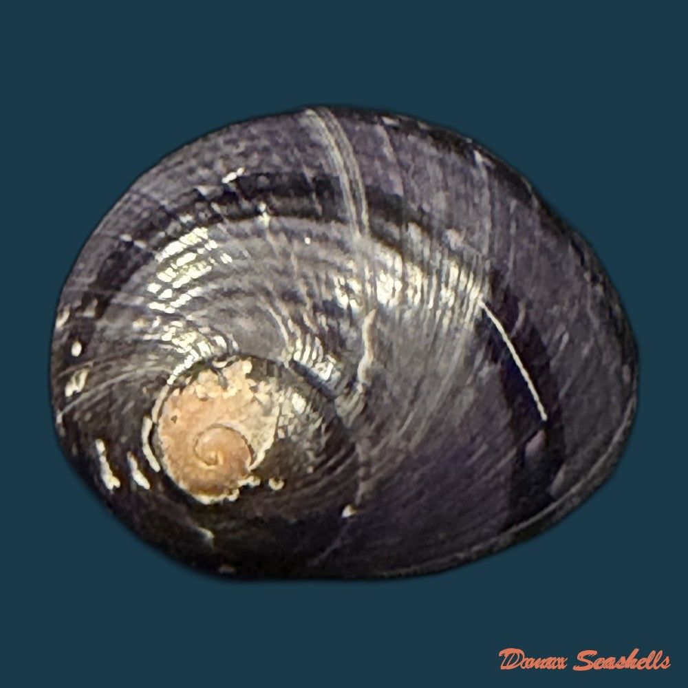 neritodryas-cornea-linnaeus-1758-23-6mm-copia