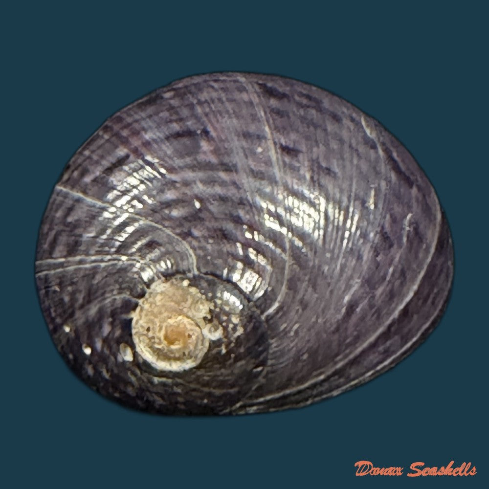 neritodryas-cornea-linnaeus-1758-24-2mm-copia