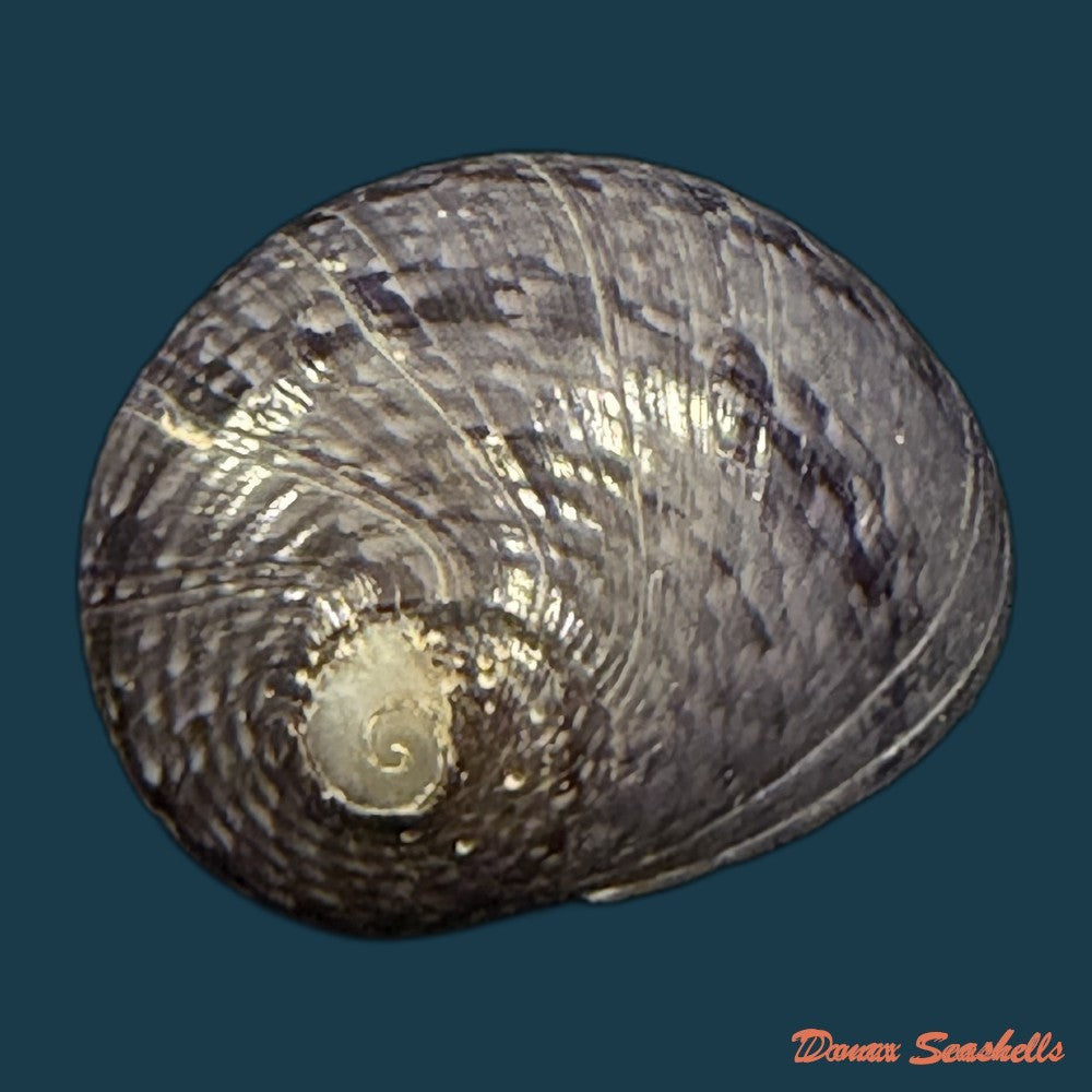 neritona-melanesica-riech-1935-30-1mm-copia
