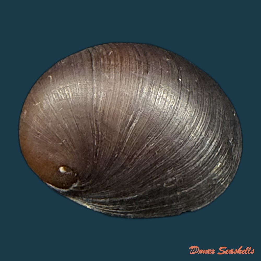 neritona-melanesica-riech-1935-31-1mm-copia