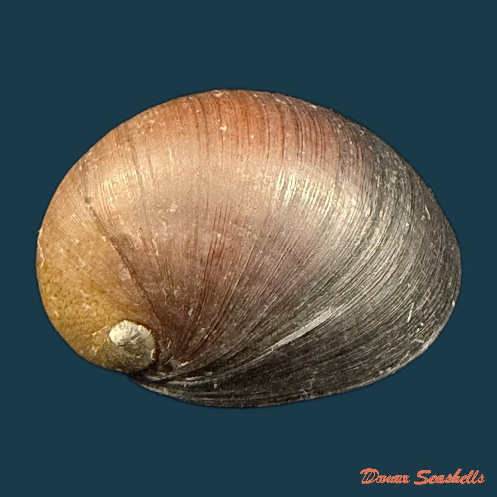 neritona-melanesica-riech-1935-32-7mm-copia