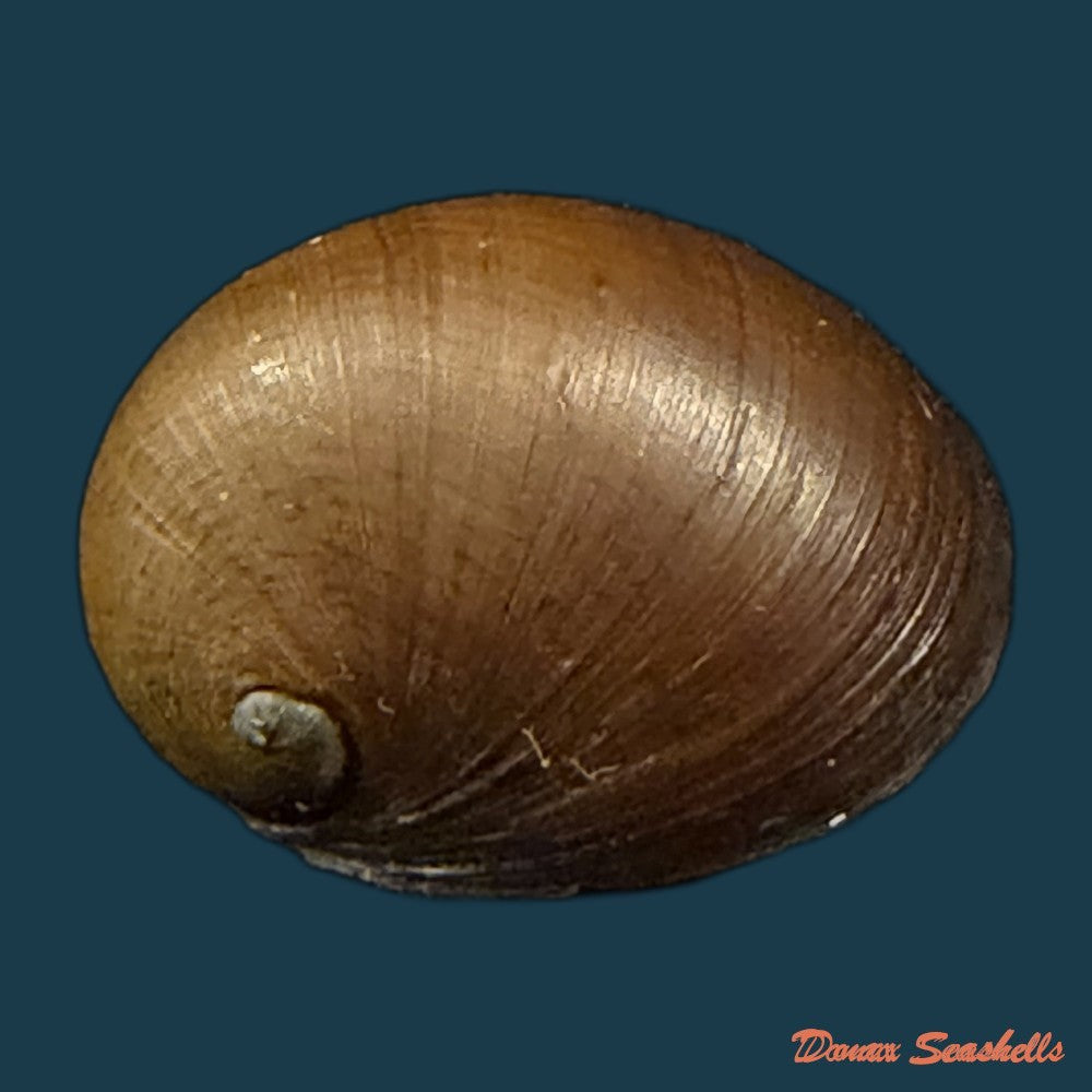 neritona-melanesica-riech-1935-35-4mm-copia