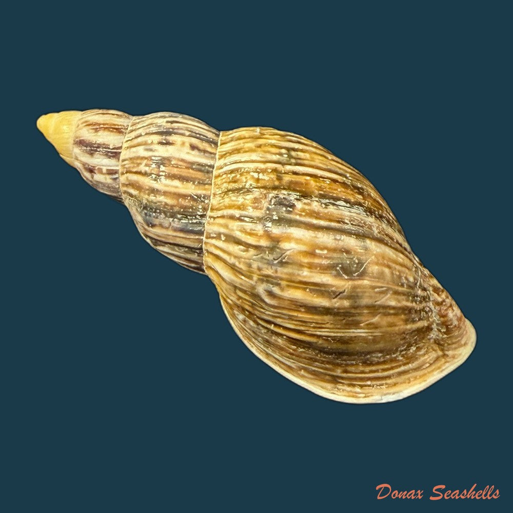 newboldius-crichtoni-broderip-1836-56-8mm-copia