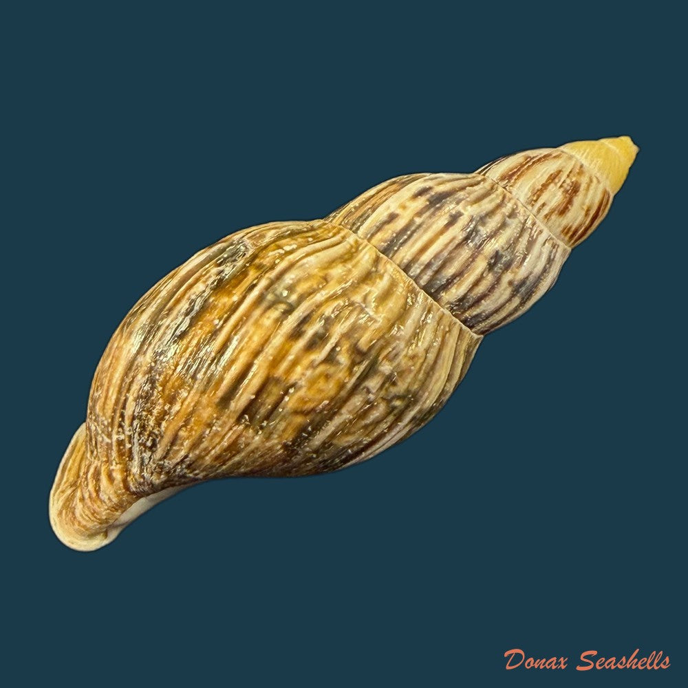 newboldius-crichtoni-broderip-1836-56-8mm-copia