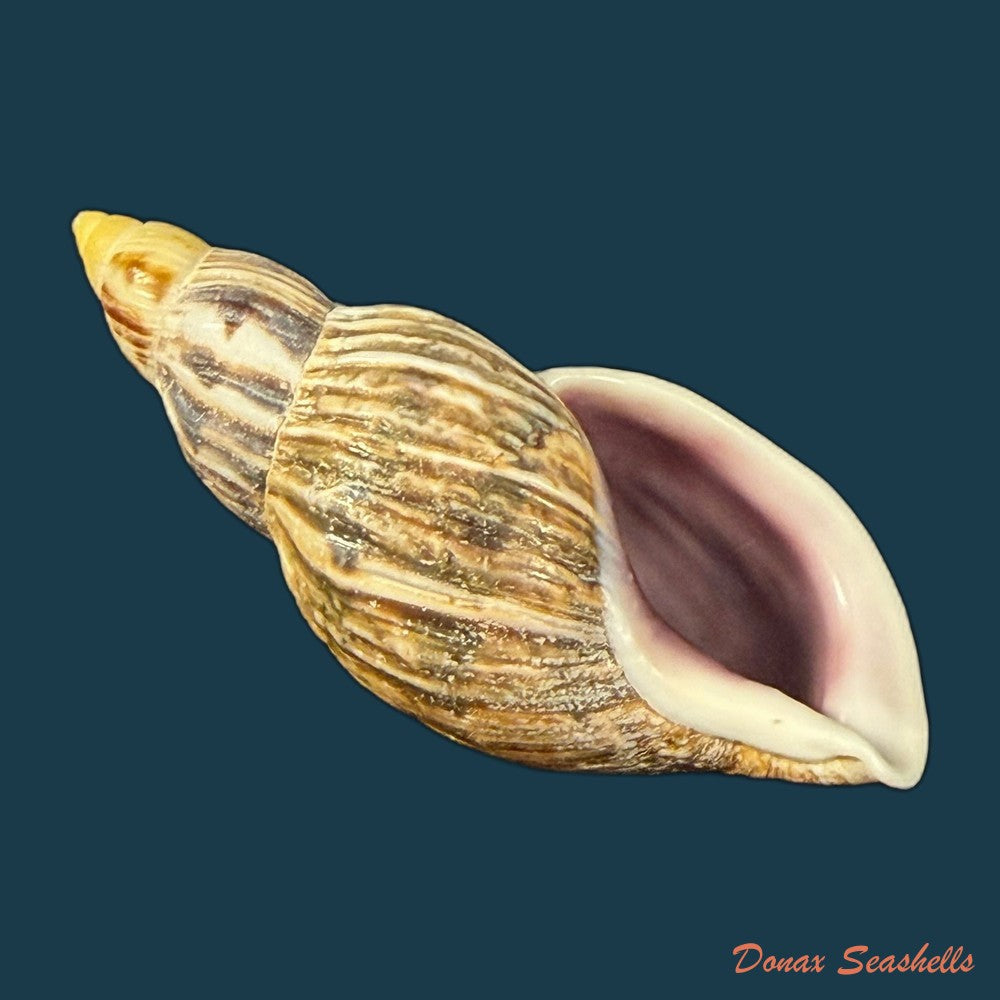 newboldius-crichtoni-broderip-1836-56-8mm-copia