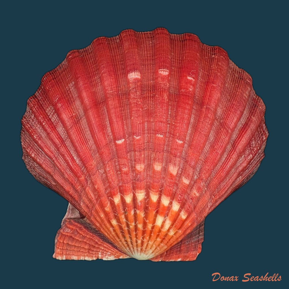 nodipecten-magnificus-g-b-sowerby-i-1835-175-8-x-181-1mm-copia