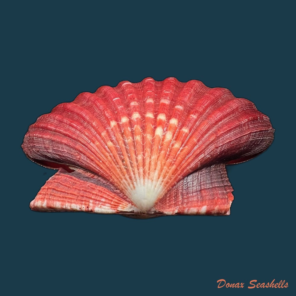 nodipecten-magnificus-g-b-sowerby-i-1835-175-8-x-181-1mm-copia