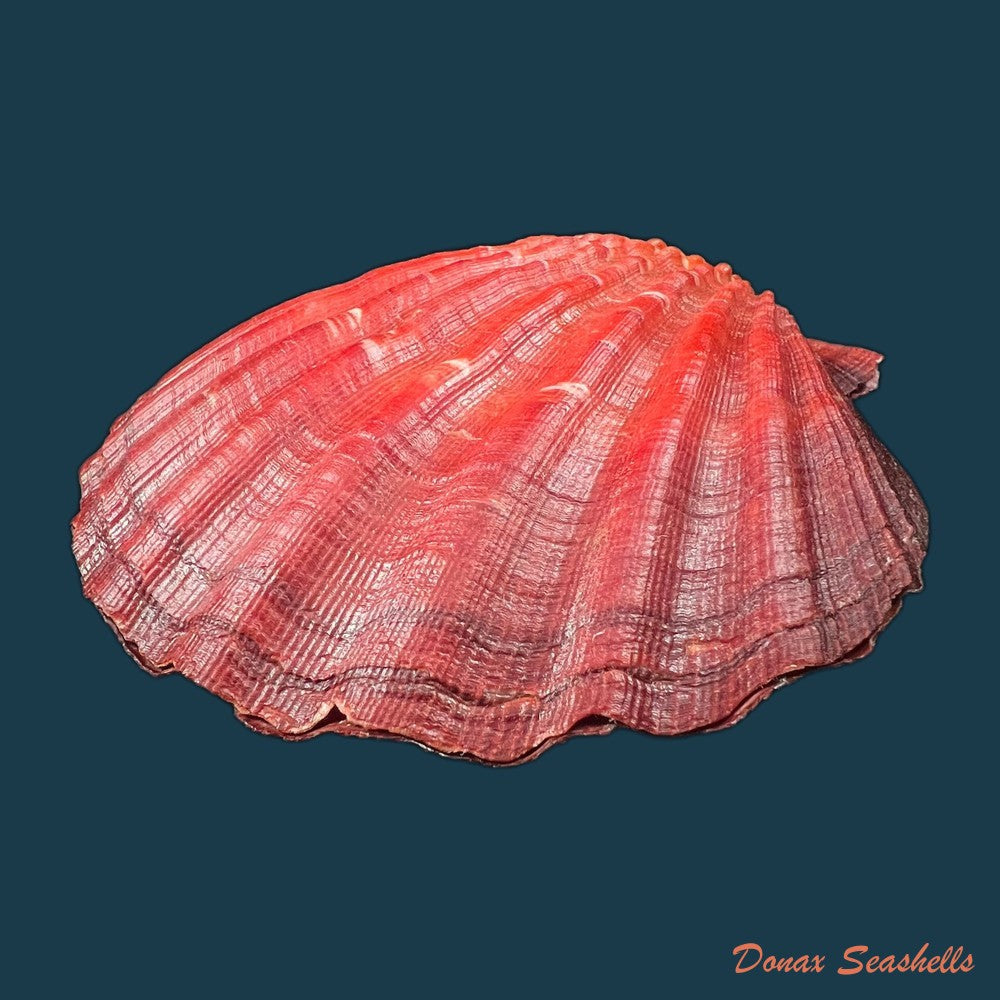nodipecten-magnificus-g-b-sowerby-i-1835-175-8-x-181-1mm-copia