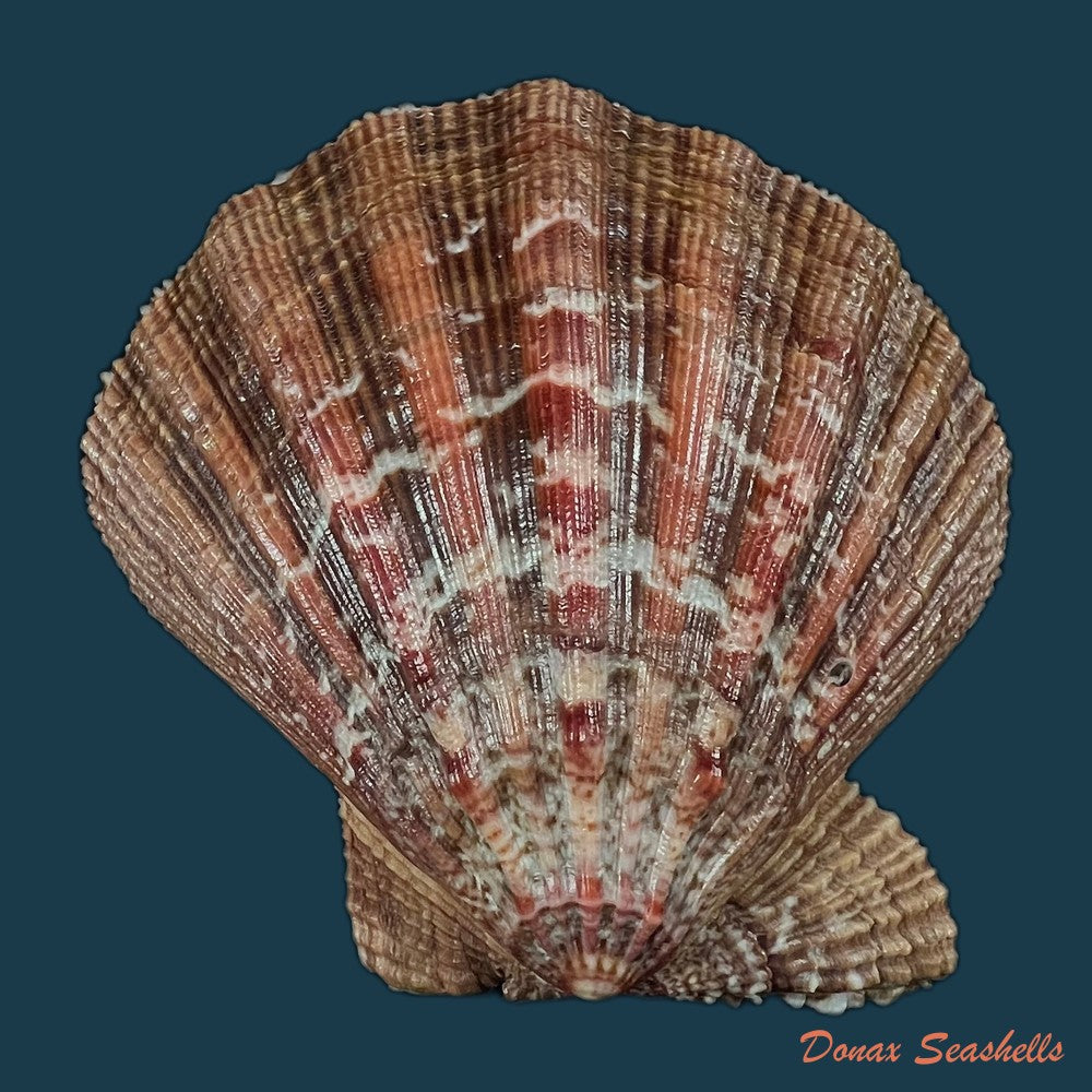 nodipecten-nodosus-linnaeus-1758-25-1mm-copia