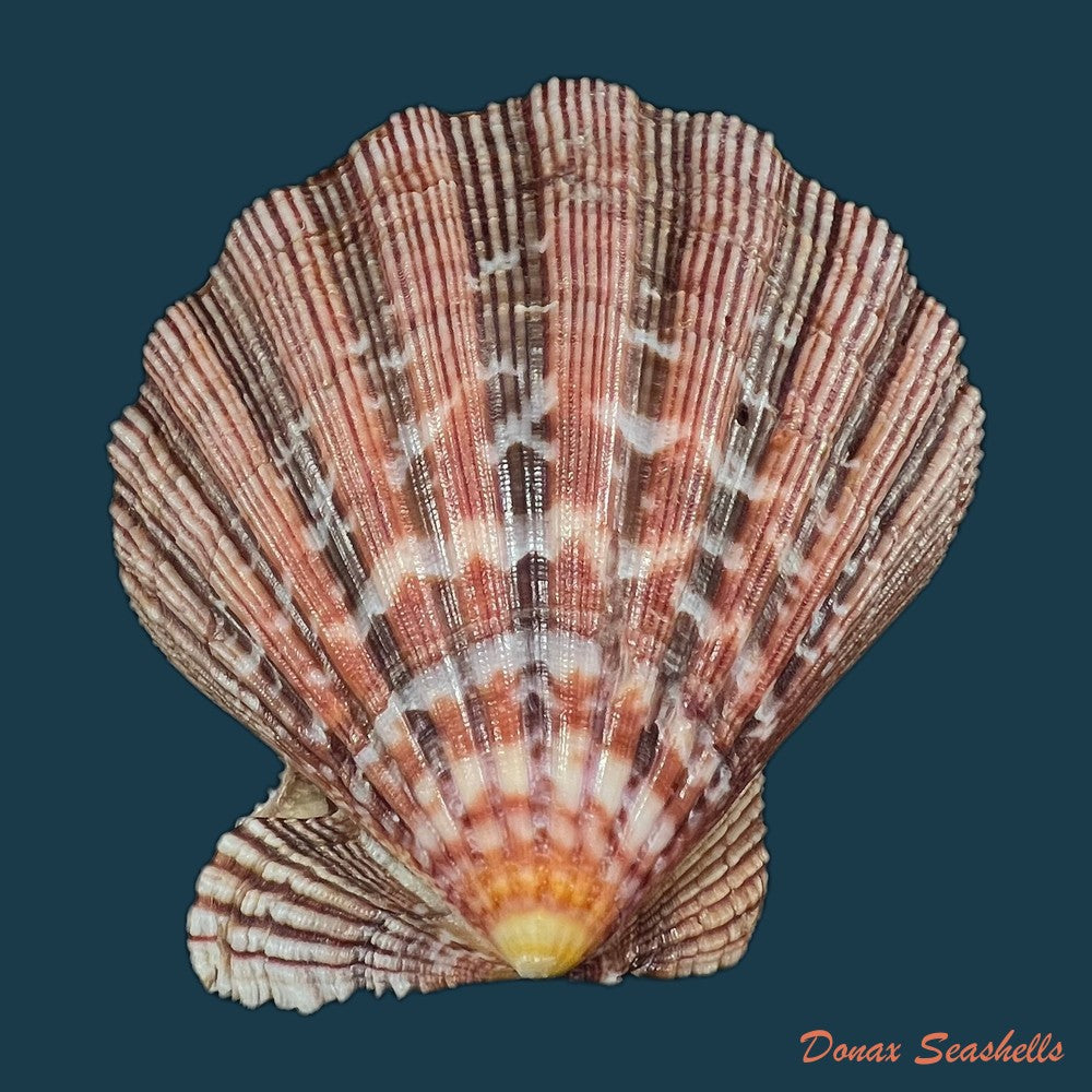 nodipecten-nodosus-linnaeus-1758-25-1mm-copia