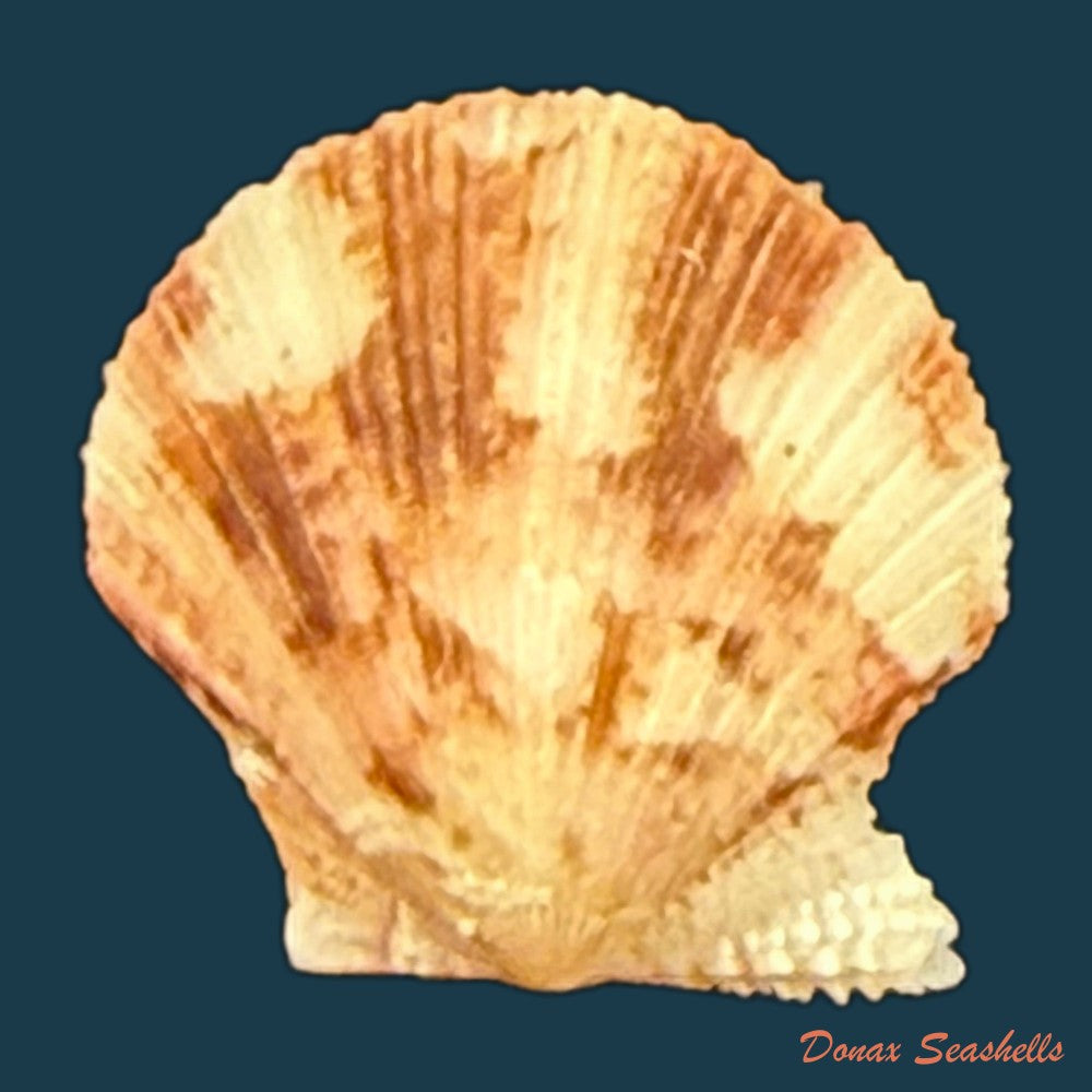 nodipecten-nodosus-linnaeus-1758-34-5mm-copia