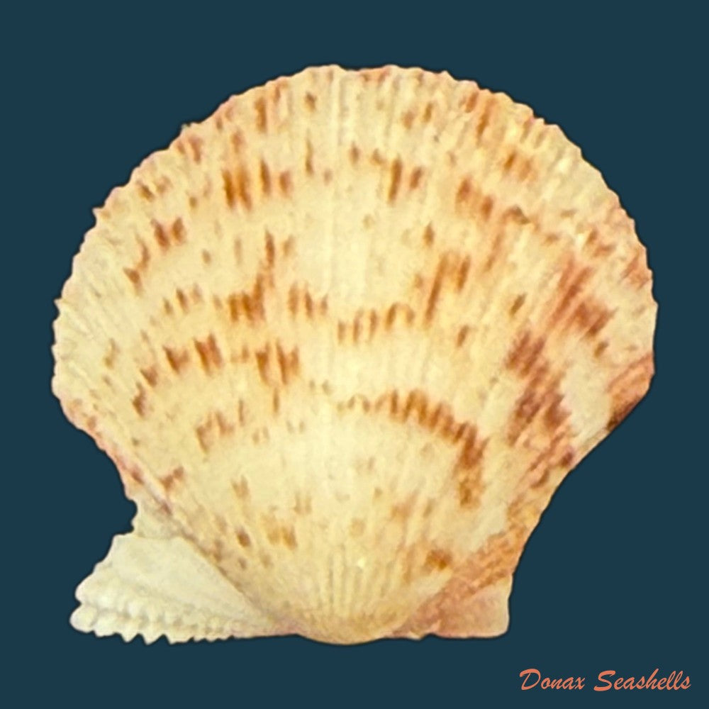 nodipecten-nodosus-linnaeus-1758-34-5mm-copia