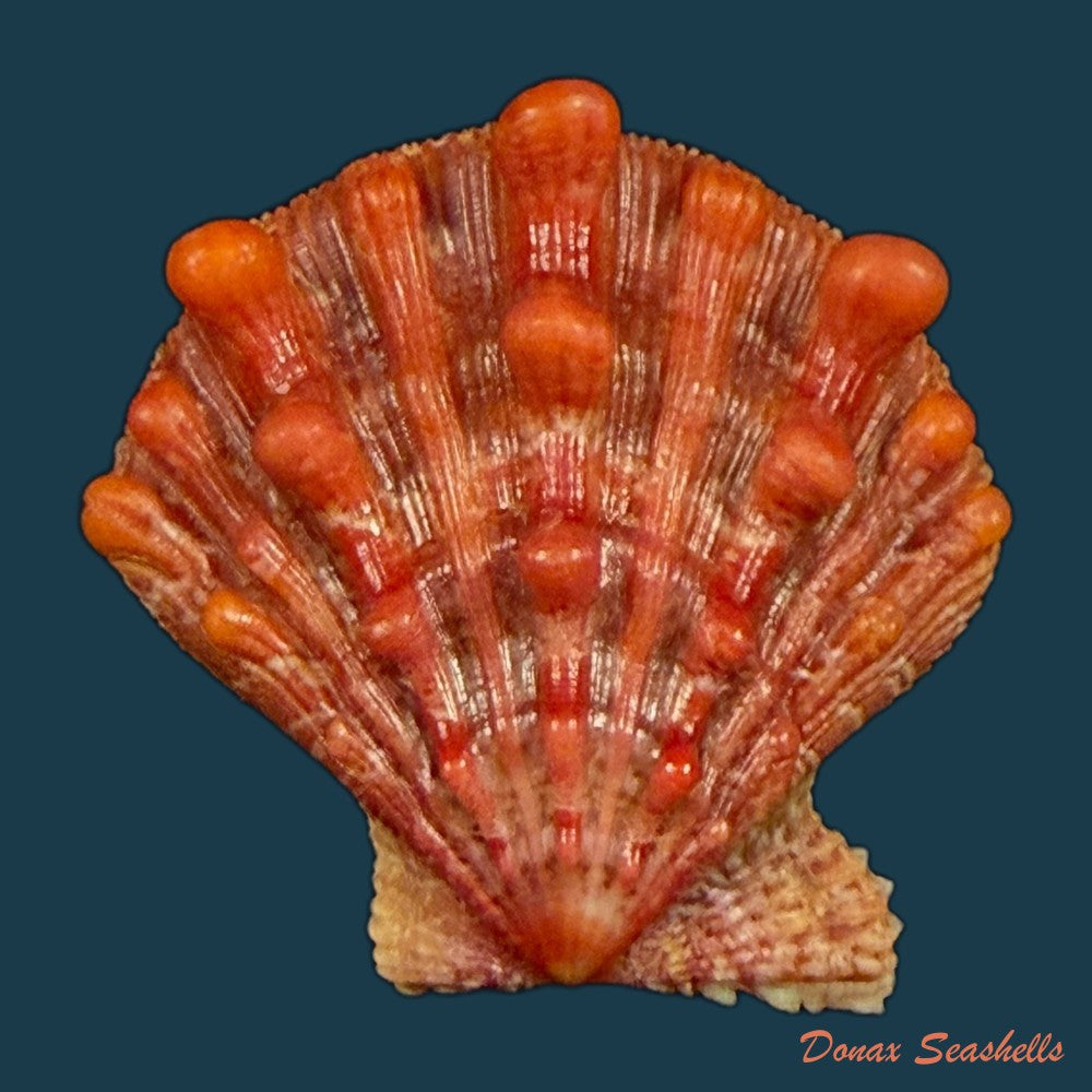 nodipecten-nodosus-linnaeus-1758-41-2mm-copia