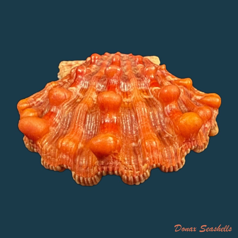 nodipecten-nodosus-linnaeus-1758-41-2mm-copia