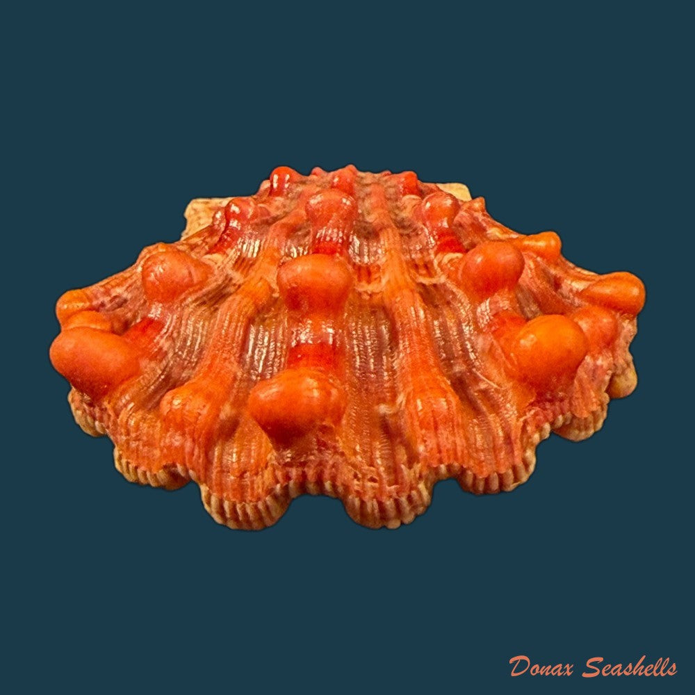 nodipecten-nodosus-linnaeus-1758-41-2mm-copia