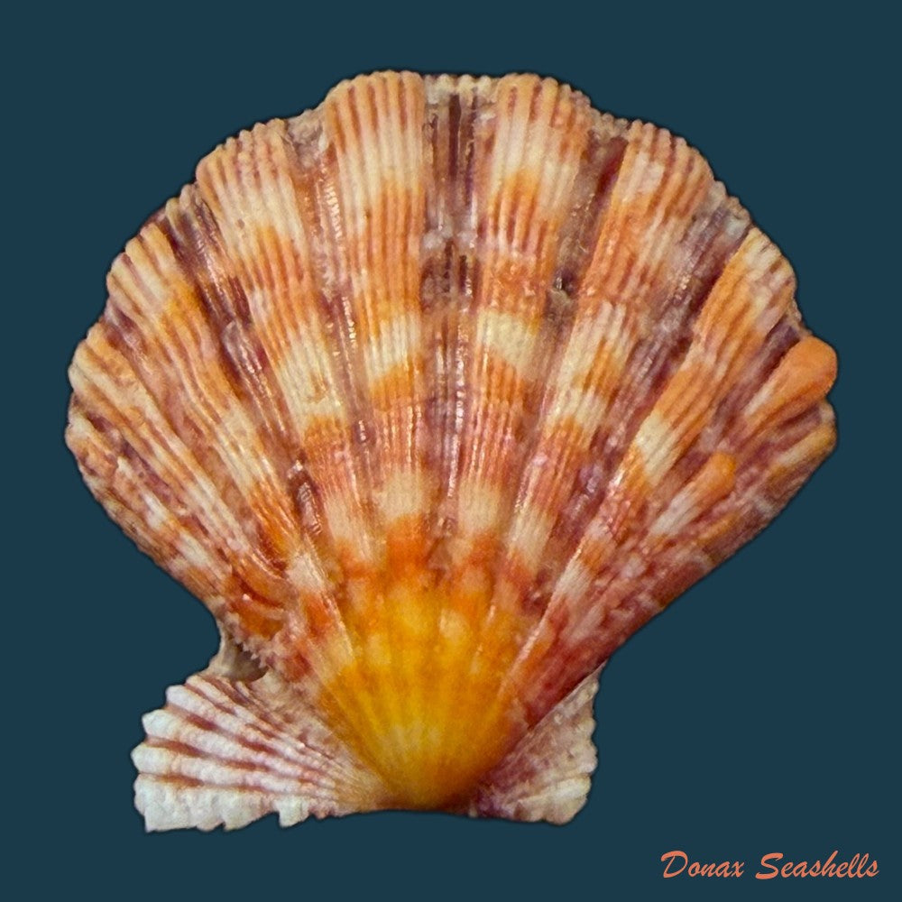 nodipecten-nodosus-linnaeus-1758-41-2mm-copia