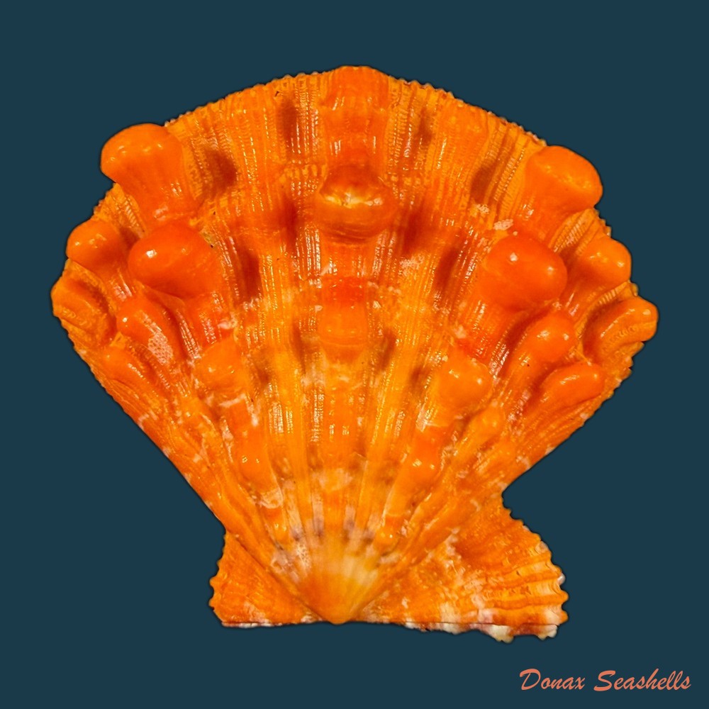 nodipecten-nodosus-linnaeus-1758-41-4mm-copia-1