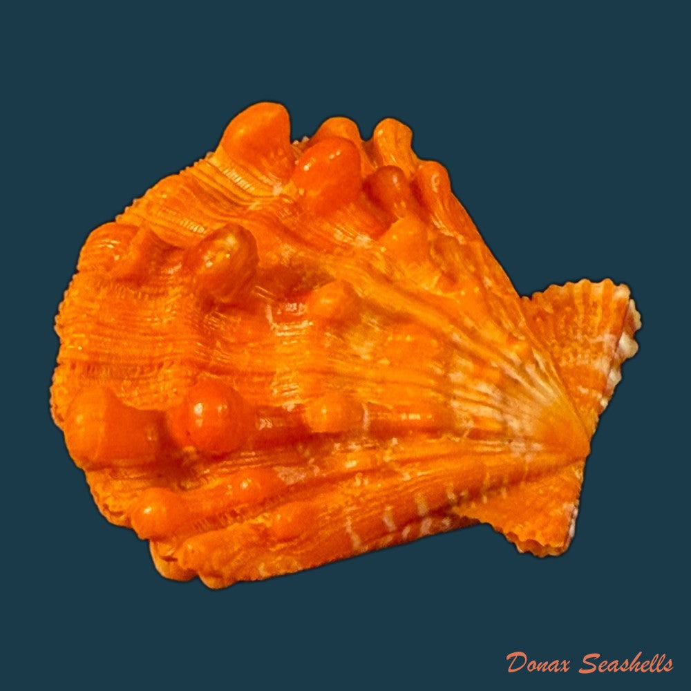 nodipecten-nodosus-linnaeus-1758-41-4mm-copia-1