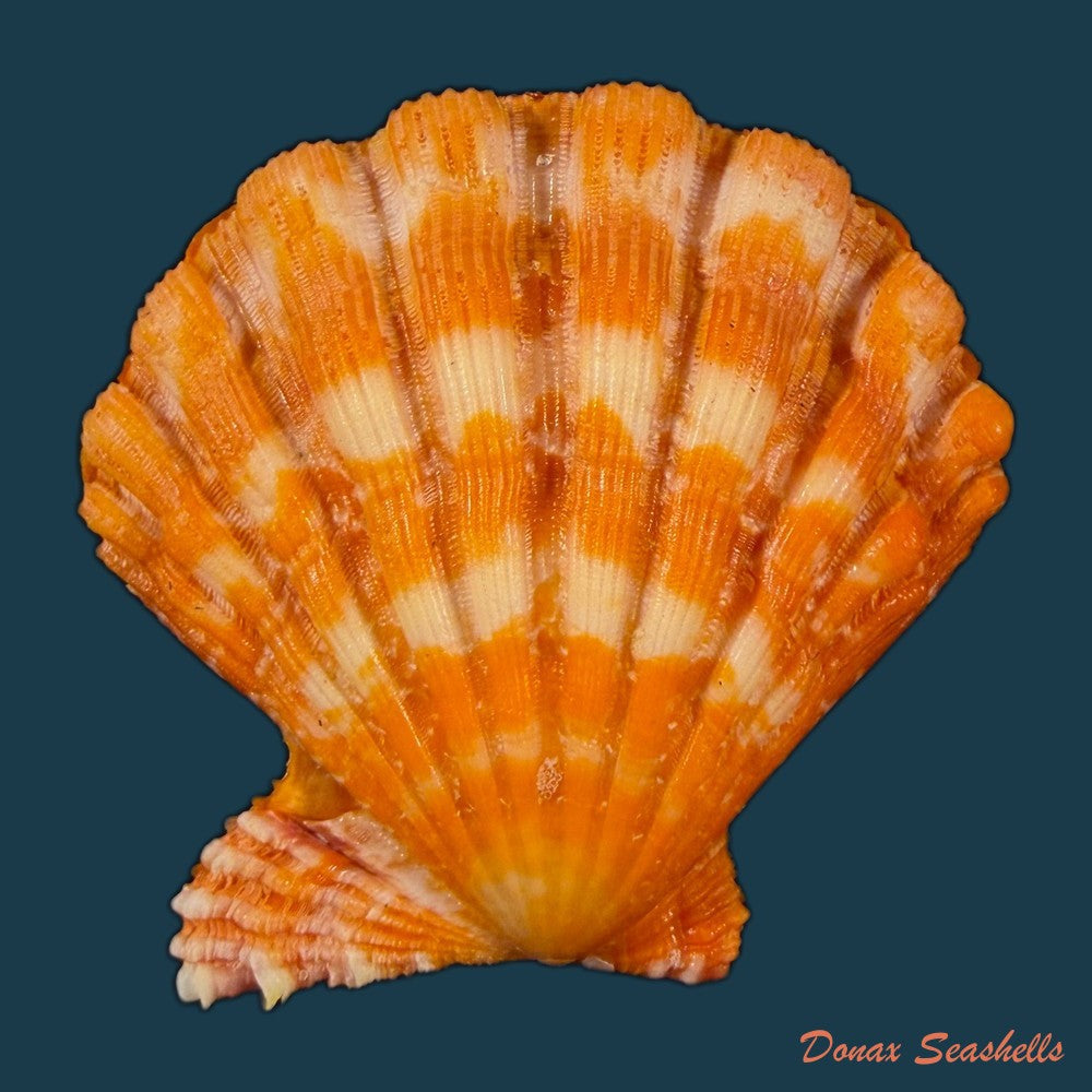 nodipecten-nodosus-linnaeus-1758-41-4mm-copia-1
