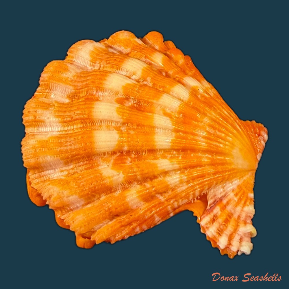 nodipecten-nodosus-linnaeus-1758-41-4mm-copia-1