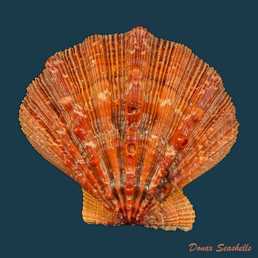 nodipecten-nodosus-linnaeus-1758-59-8mm-copia