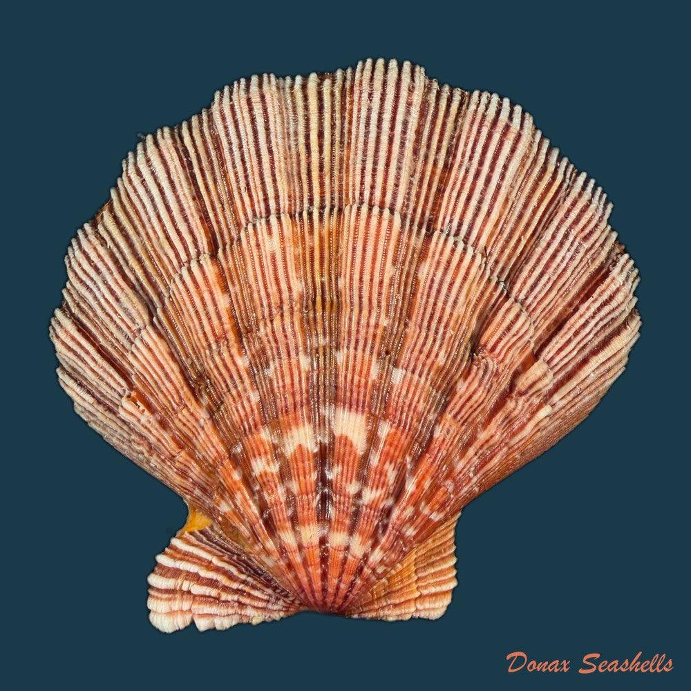 nodipecten-nodosus-linnaeus-1758-59-8mm-copia